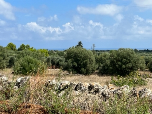 (Cod. Immobile: VE-LAM-1018) - Tipologia: Casolare/Lamia a Carovigno (Brindisi) Puglia