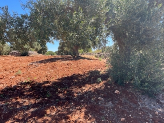 (Cod. Immobile: VE-TER-1042) - Tipologia: Terreno a Carovigno (Brindisi) Puglia