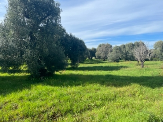 (Cod. Immobile: VE-TER-1043) - Tipologia: Terreno a Carovigno (Brindisi) Puglia