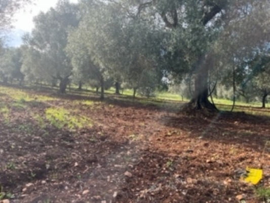 (Cod. Immobile: VE-TER-FL) - Tipologia: Terreno a Carovigno (Brindisi) Puglia