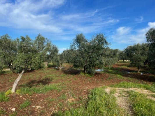 (Cod. Immobile: VE.TER-1045 MB) - Tipologia: Terreno a Carovigno (Brindisi) Puglia