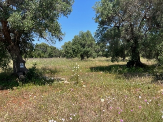 (Cod. Immobile: VE-TER-1044) - Tipologia: Terreno a Carovigno (Brindisi) Puglia